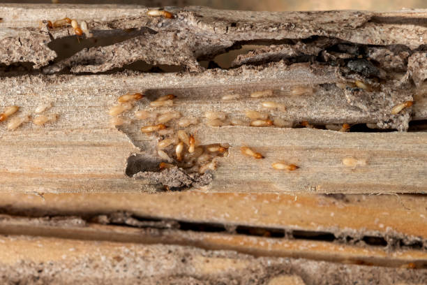 Best Pest Control Near Me in Osprey, FL